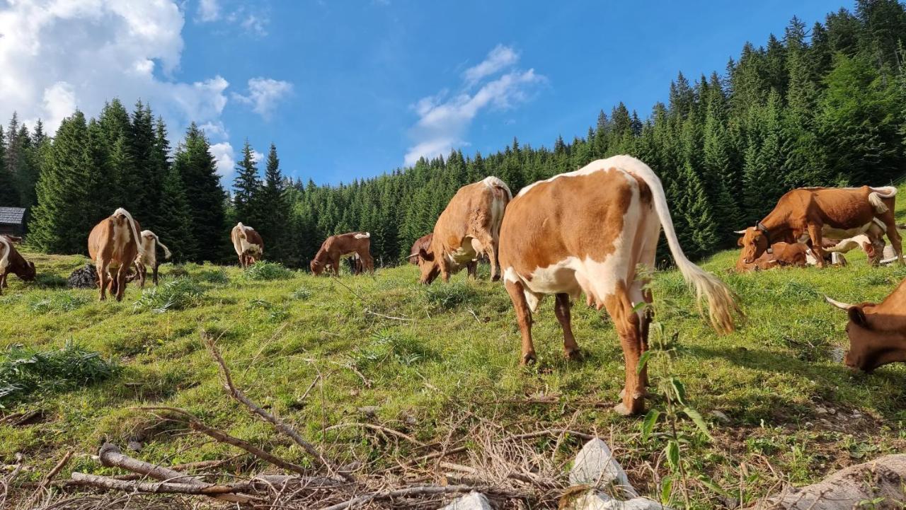 Mountain Eco Chalet Konjska Dolina On 1400 M Asl -Near Pokljuka Srednja Vas v Bohinju Eksteriør bilde